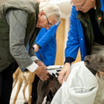 Owners prepare their greyhounds for the race