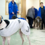 Preparation for greyhound race