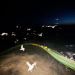 Seagulls picking up the fishes from the net at sea