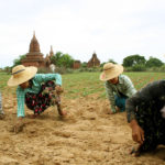 Women work in the field, Myanmar