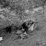 Boy sleeps under the tree in a makeshift camp near Ceuta