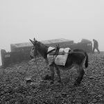 Donkey used for transport of the goods on the top of Croagh Patrick, Ireland