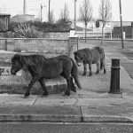 Abandoned horses on the street of Dublin
