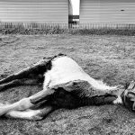Dead horse laying on the frozen grass, Dublin