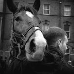 Horse and his owner at Smithfield horse fair, Dublin