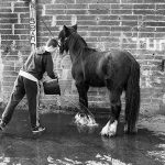 Horse is being washed with a water by a teenager