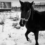 Horse stands on snow covered pasture inside industrial estate, Dublin