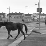 Free roaming horses on the street of Dublin