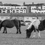 Horses graze in urban area, Dublin