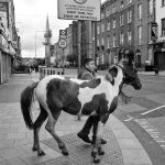 Boy leads a horse at the Dublin city centre