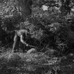 Man cuts the bushes with the machete at the old German cemetery